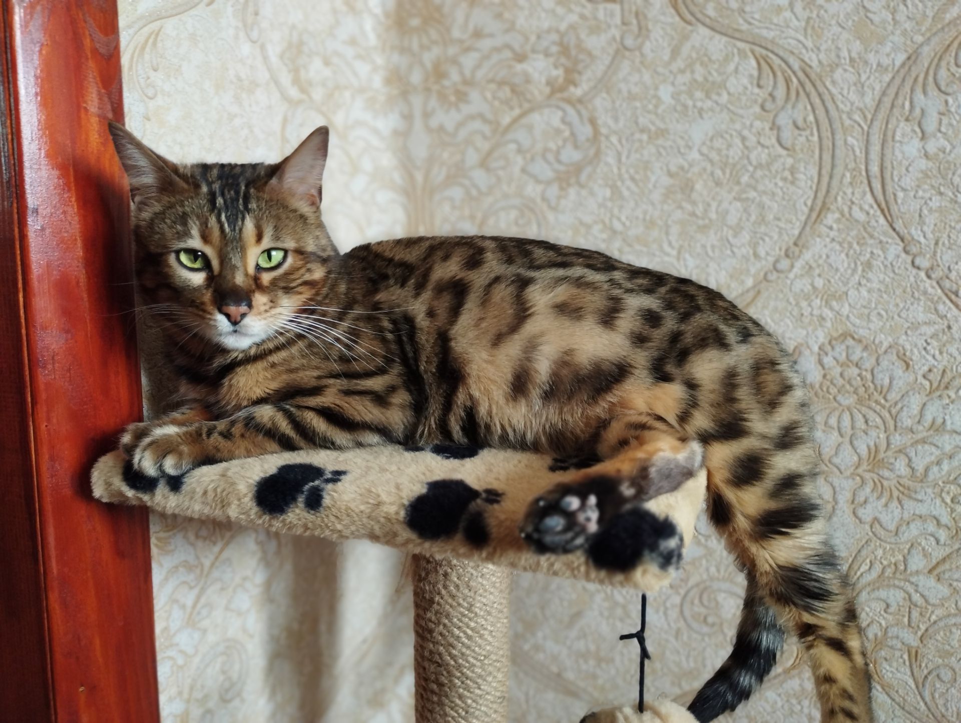 Кошенята Бенгальські