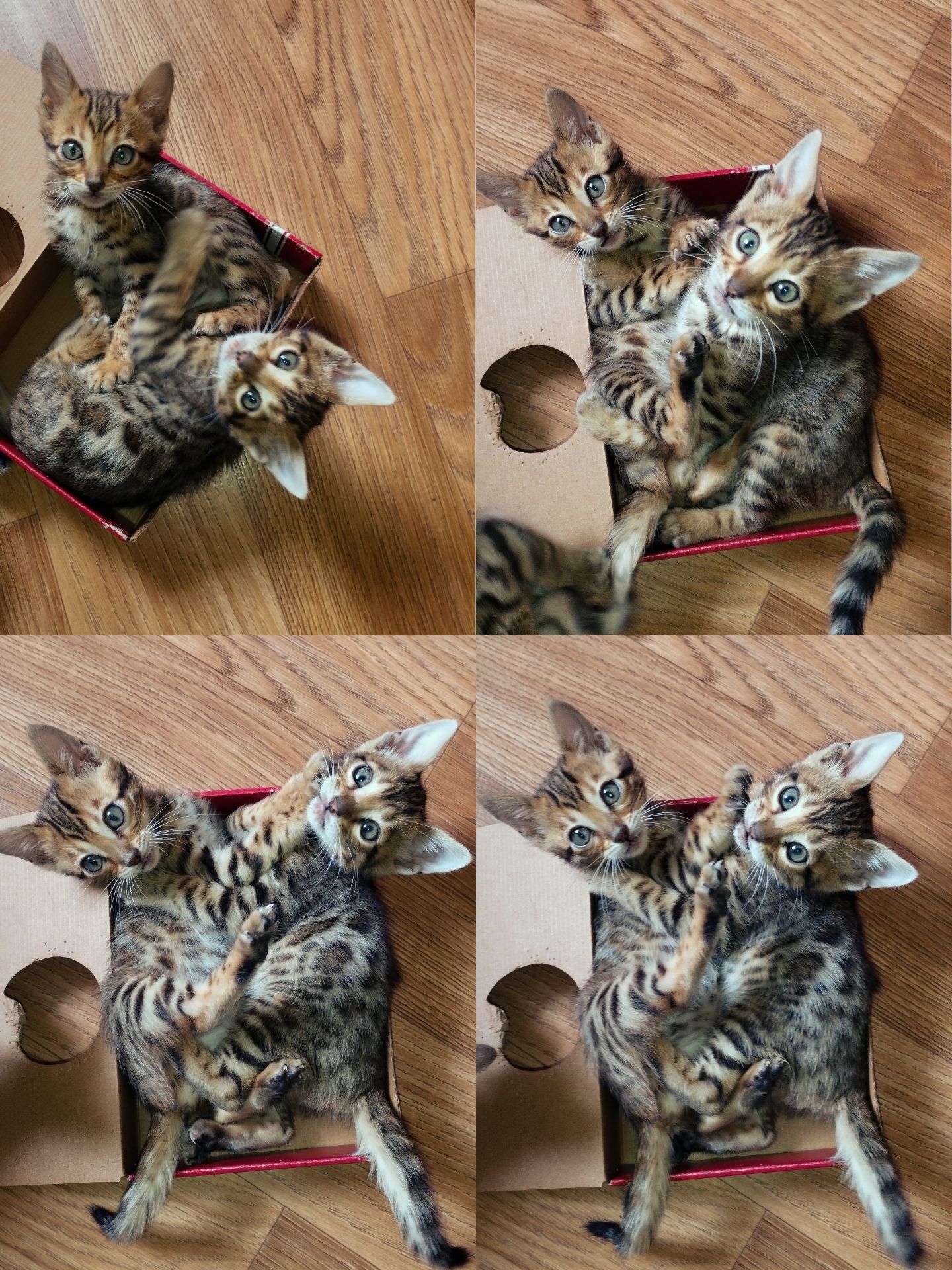 Кошенята Бенгальські