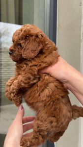 Щенки той пуделя