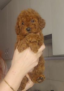 Мальтипу ф2 мальчики