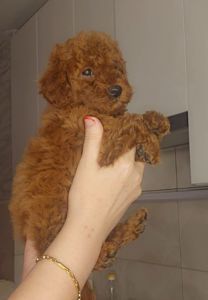 Мальтипу ф2 мальчики