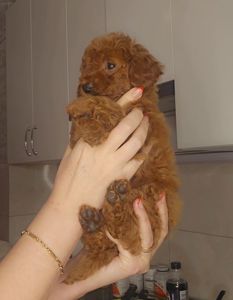 Мальтипу ф2 мальчики