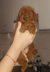 Мальтипу ф2 мальчики