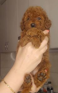 Мальтипу ф2 мальчики