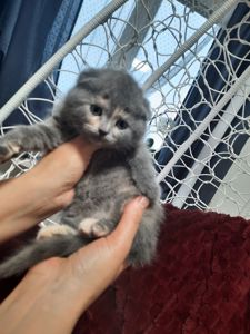 Висловухі кошенята