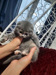 Висловухі кошенята