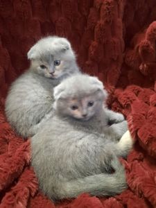 Висловухі кошенята