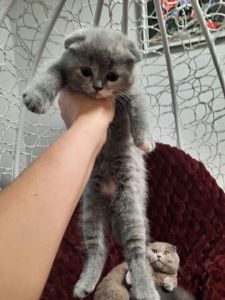 Висловухі кошенята