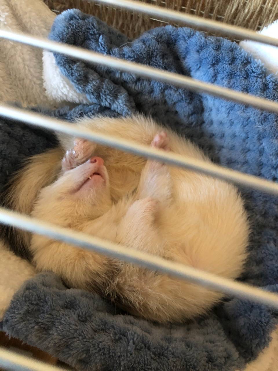 Дівчинка Тхір