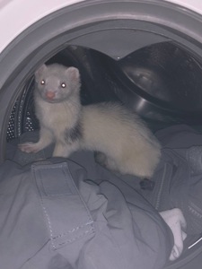 Дівчинка Тхір