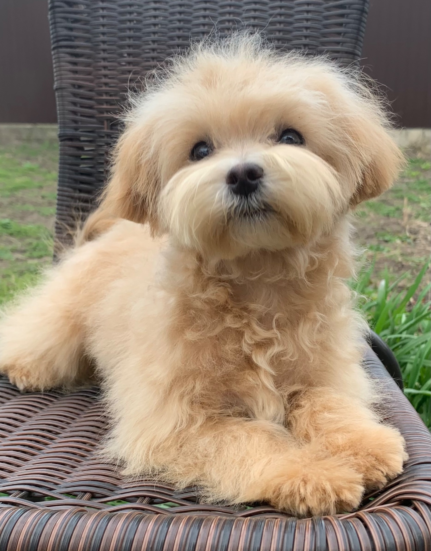 Мальтіпу недорого