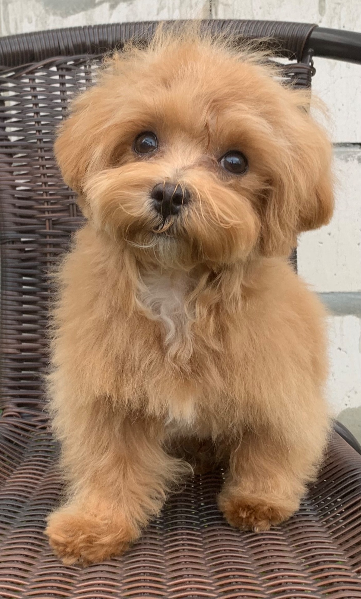 Мальтіпу недорого