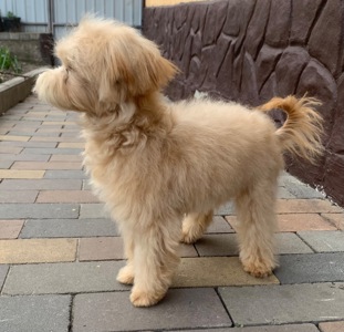 Мальтіпу недорого