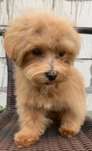 Мальтіпу недорого