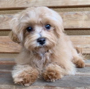 Мальтіпу недорого