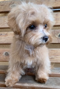 Мальтіпу недорого