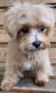 Мальтіпу недорого