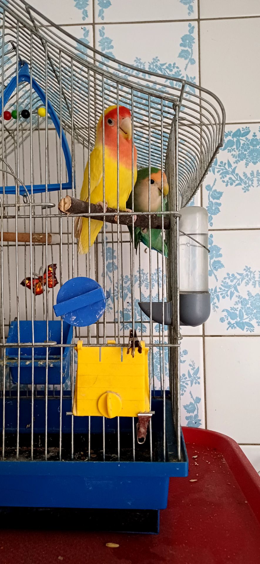 Неразлучники