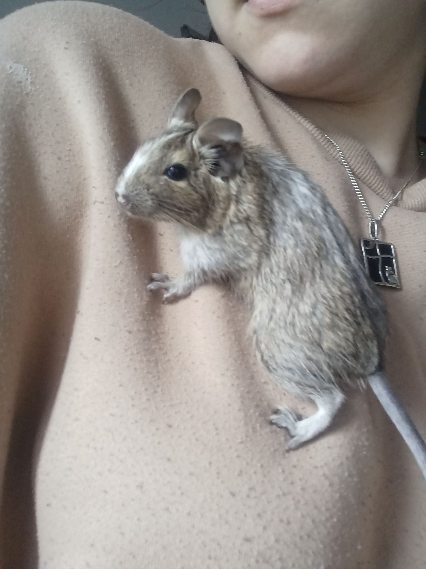 Дівчата дегу