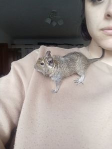 Дівчата дегу