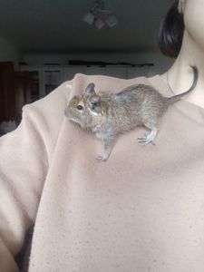 Дівчата дегу