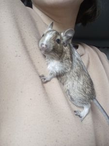 Дівчата дегу