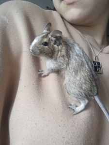 Дівчата дегу