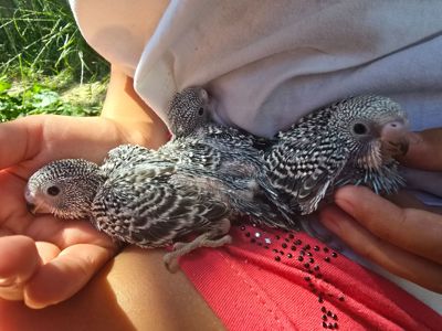 Хвилястий папуга