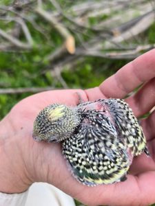 Хвилястий папуга