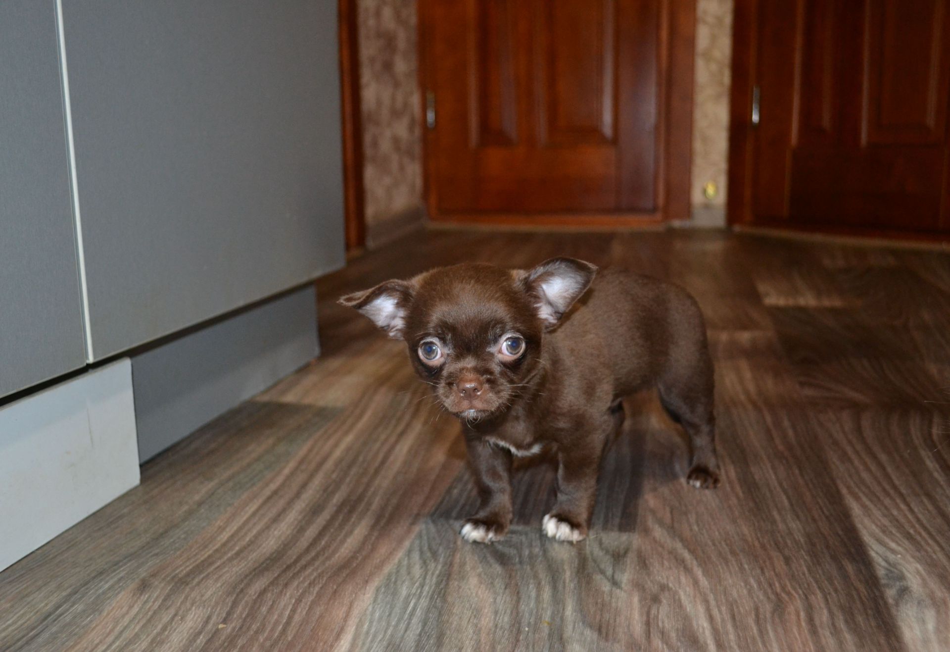 Чихуахуа хлопчик