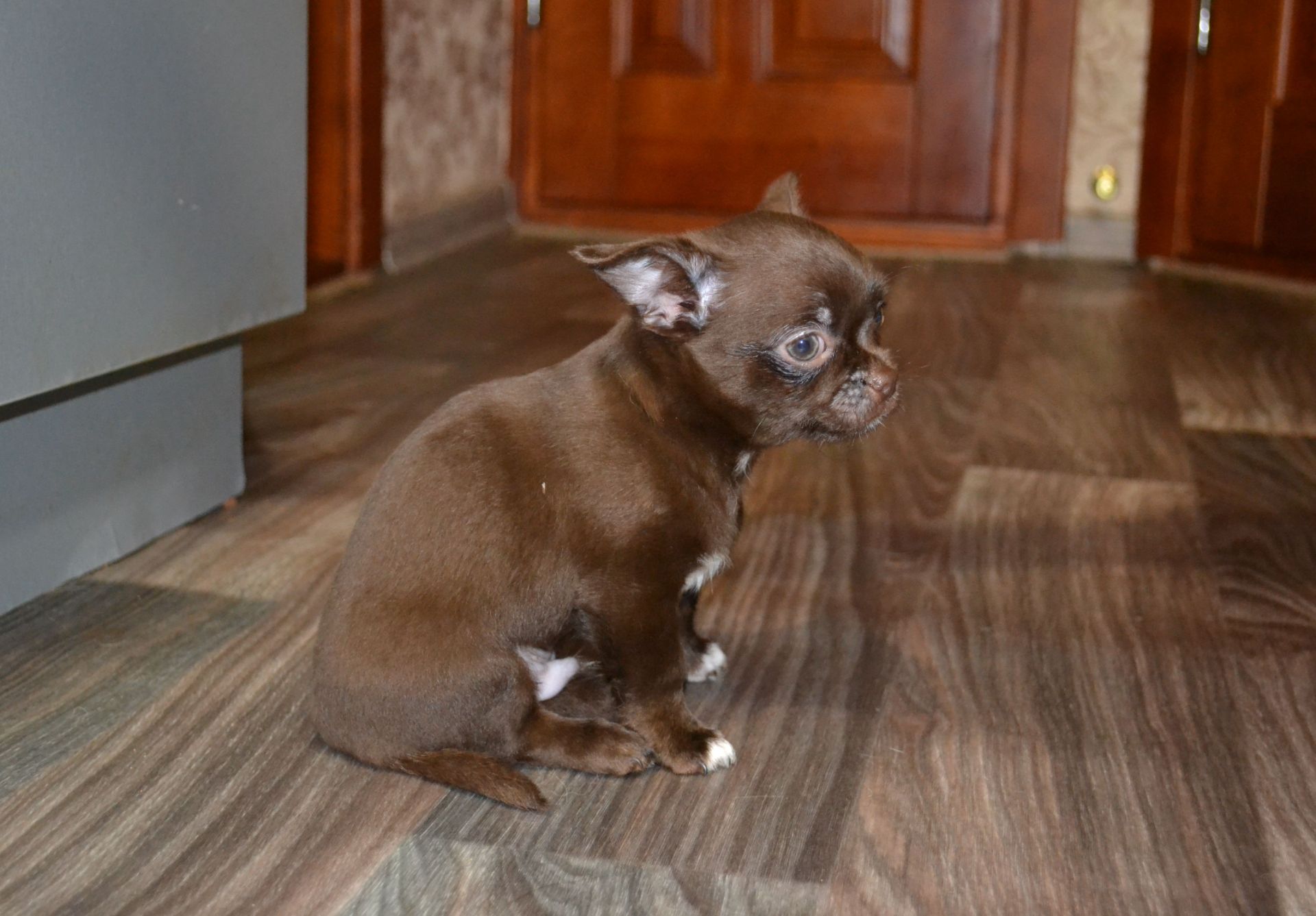 Чихуахуа хлопчик