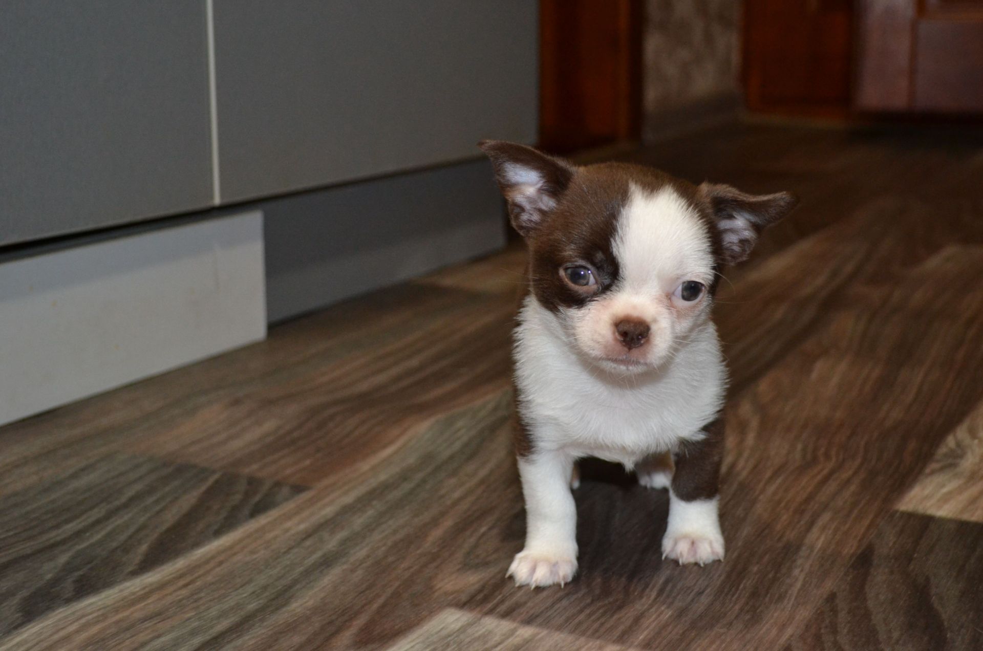 Чихуахуа дівчинка