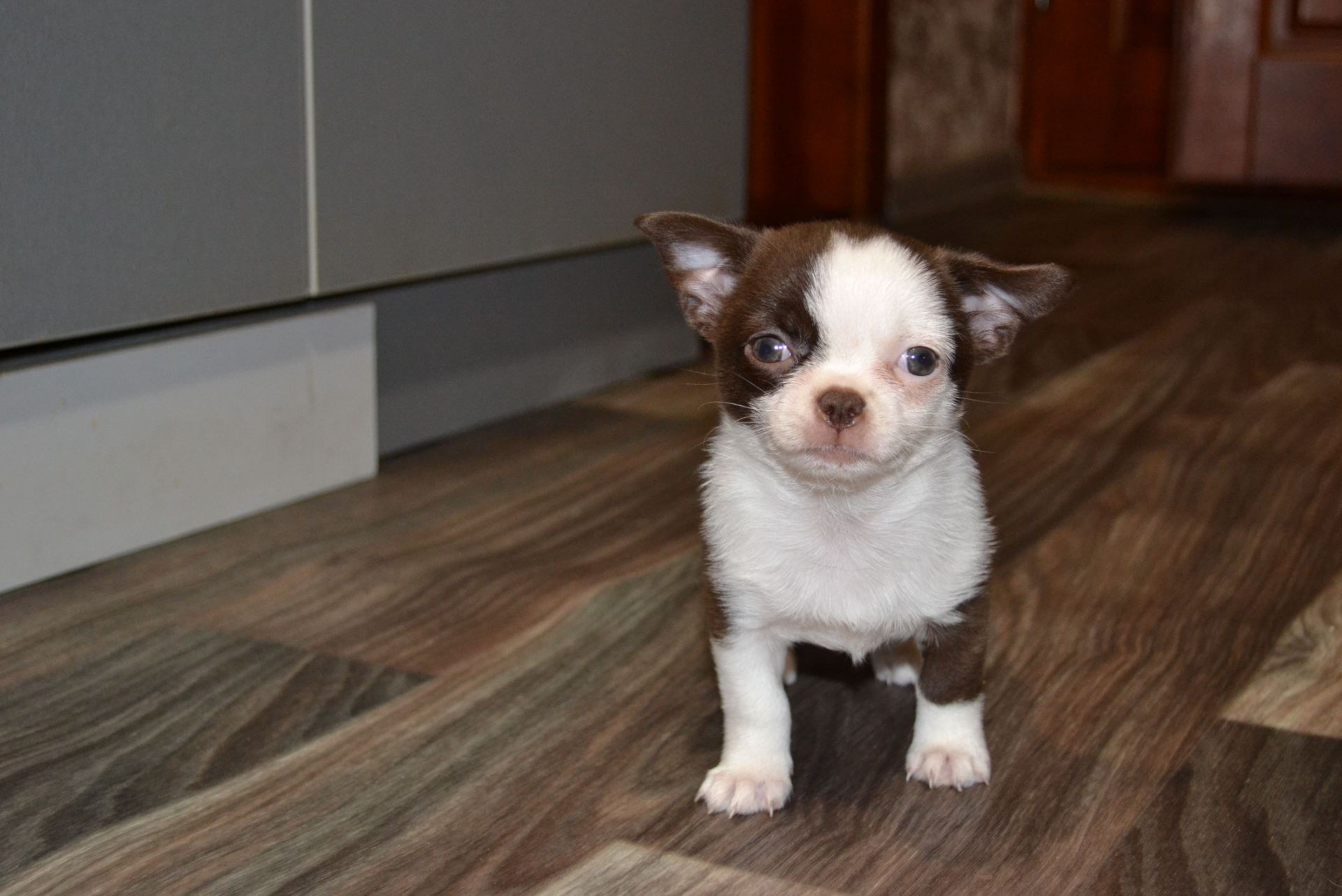 Чихуахуа дівчинка