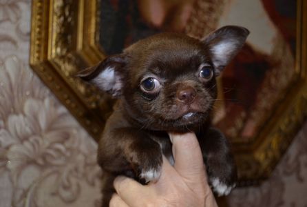 Чихуахуа хлопчик