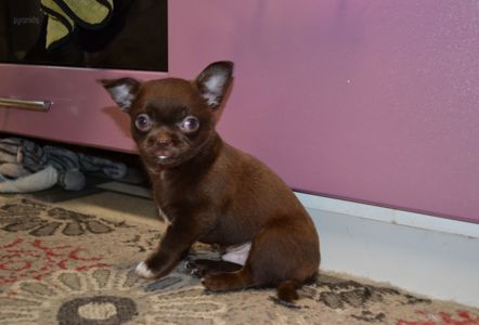 Чихуахуа хлопчик