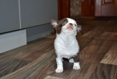 Чихуахуа дівчинка