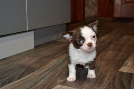 Чихуахуа дівчинка