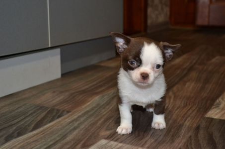 Чихуахуа дівчинка