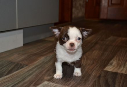 Чихуахуа дівчинка