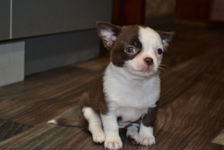 Чихуахуа дівчинка