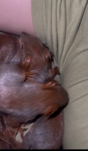 Продам ручных бельчат