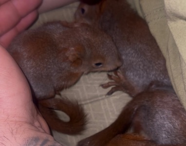 Продам ручных бельчат