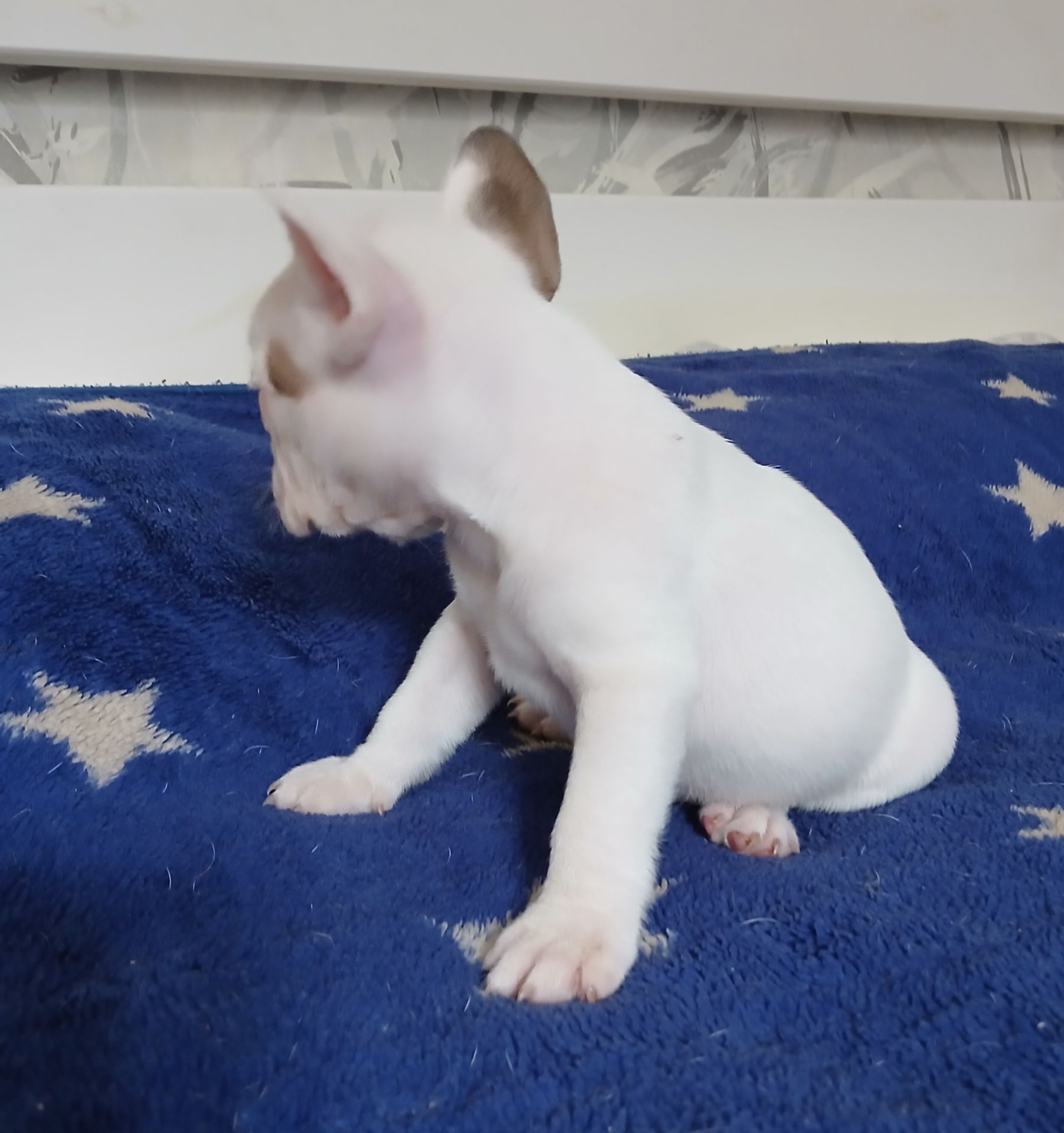 Хлопчик французький бульдог