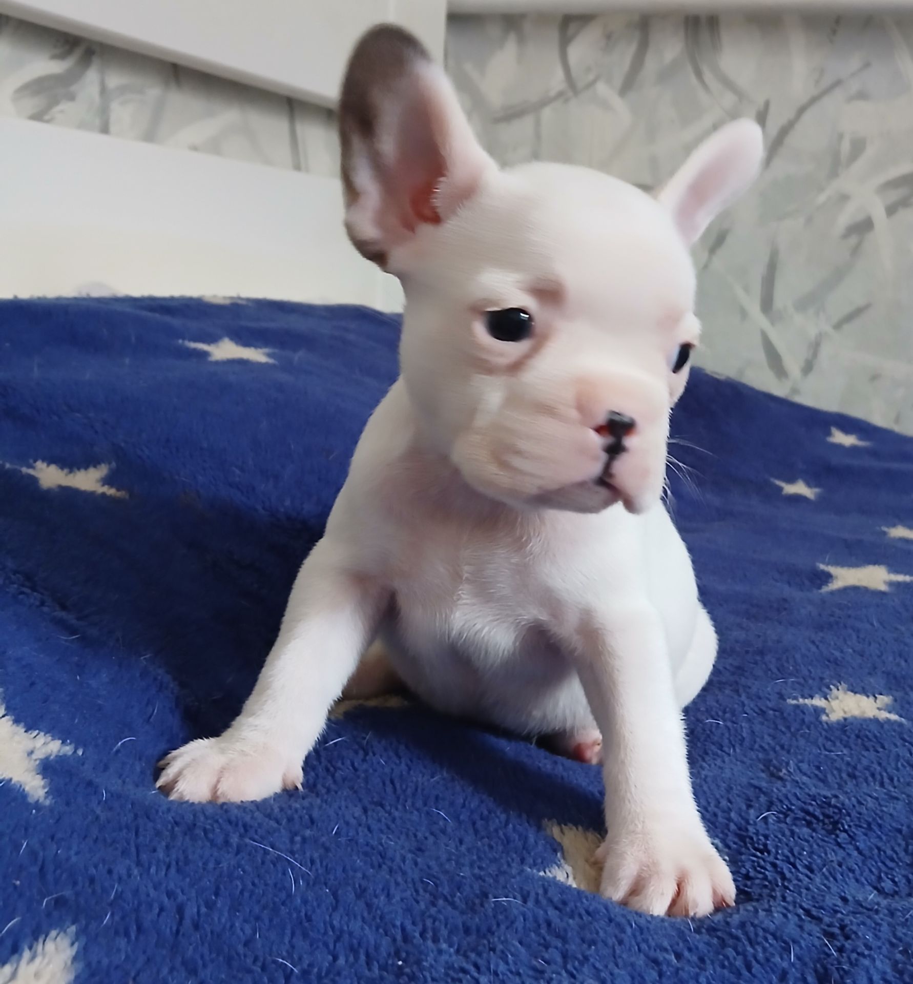 Хлопчик французький бульдог