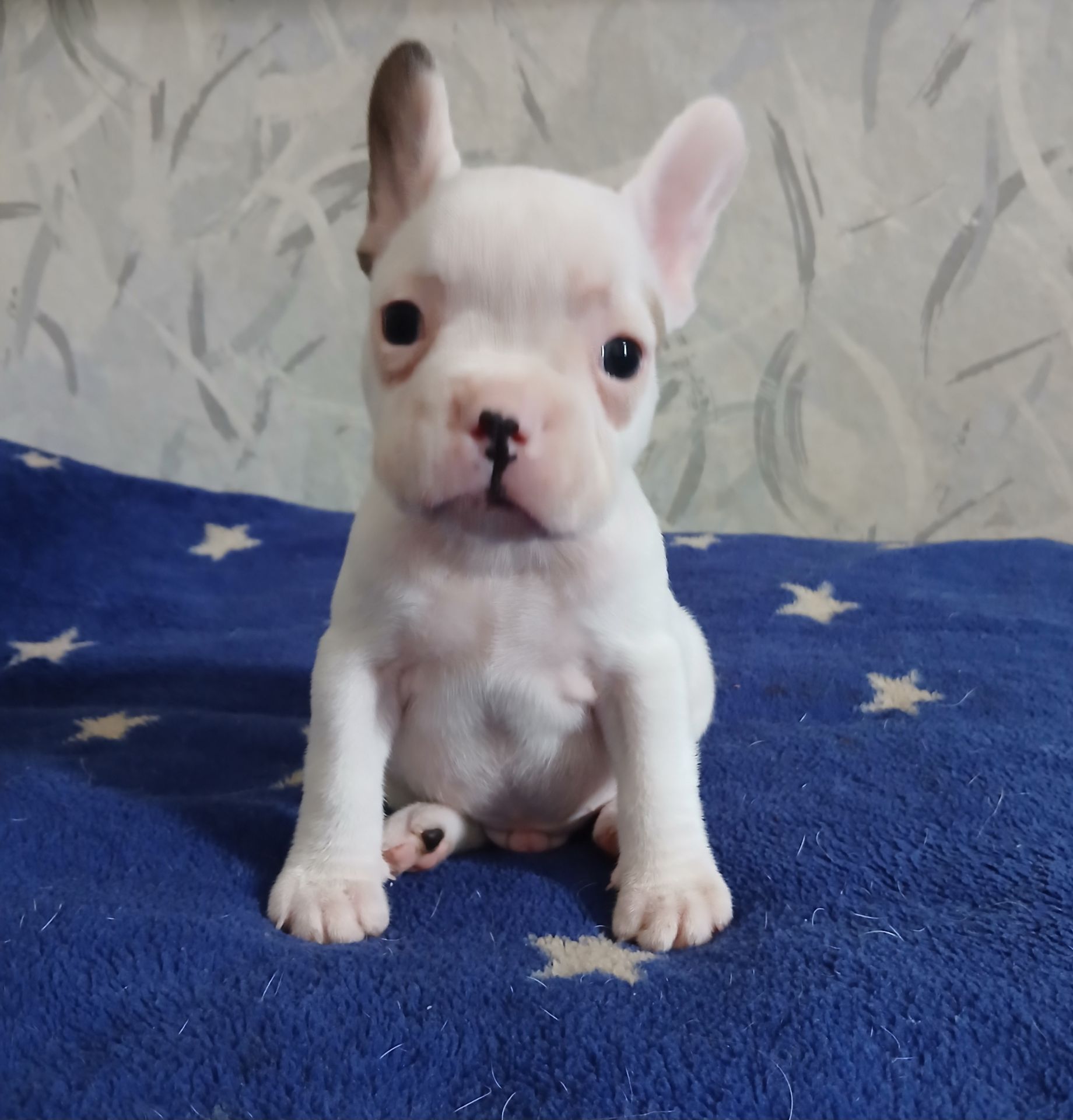 Хлопчик французький бульдог