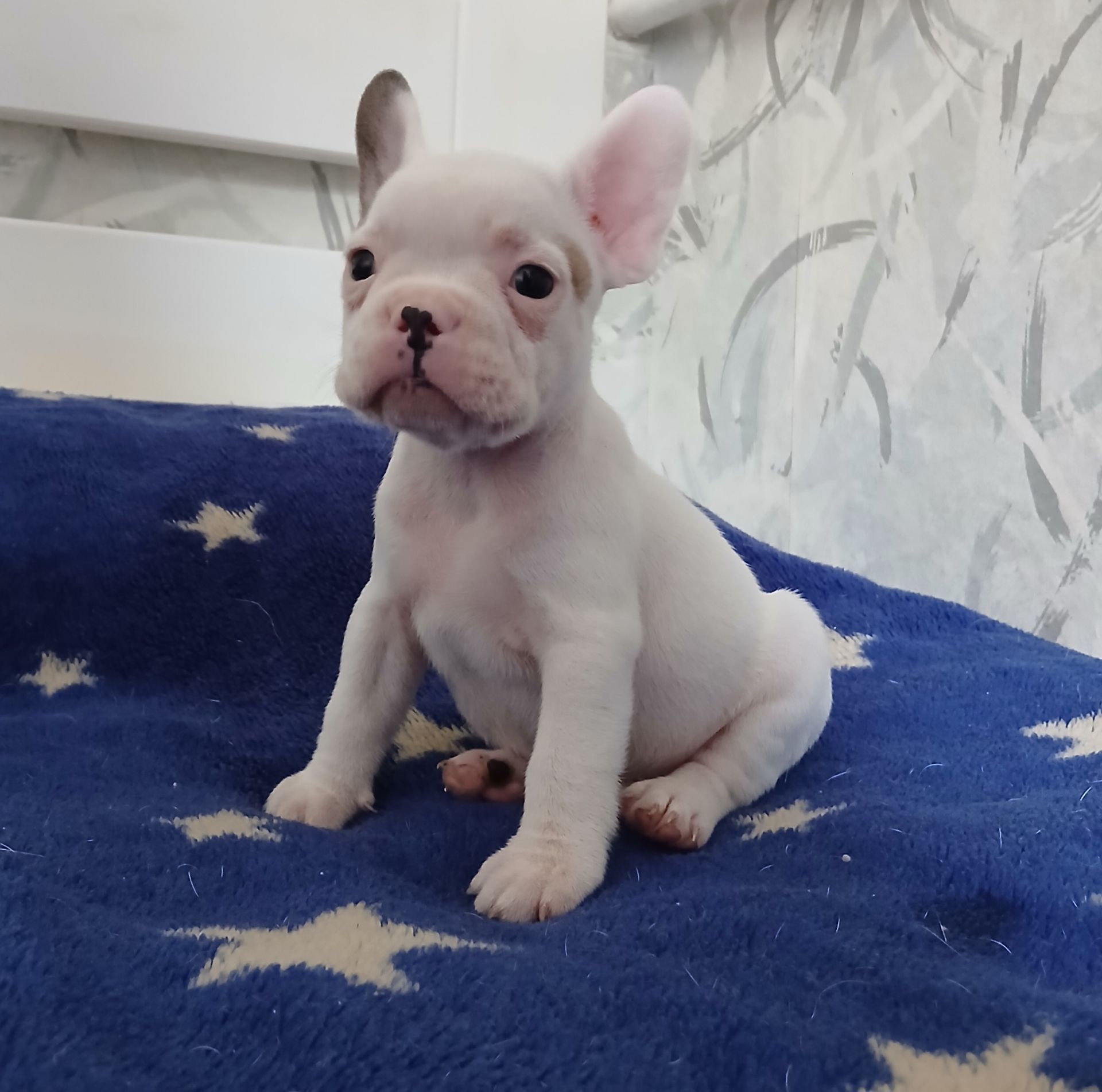 Хлопчик французький бульдог