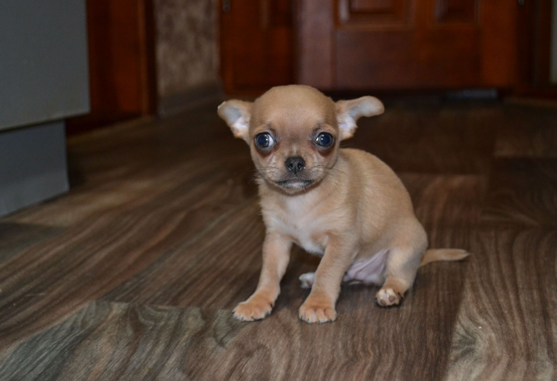 Чихуахуа хлопчик 700 грам щастя