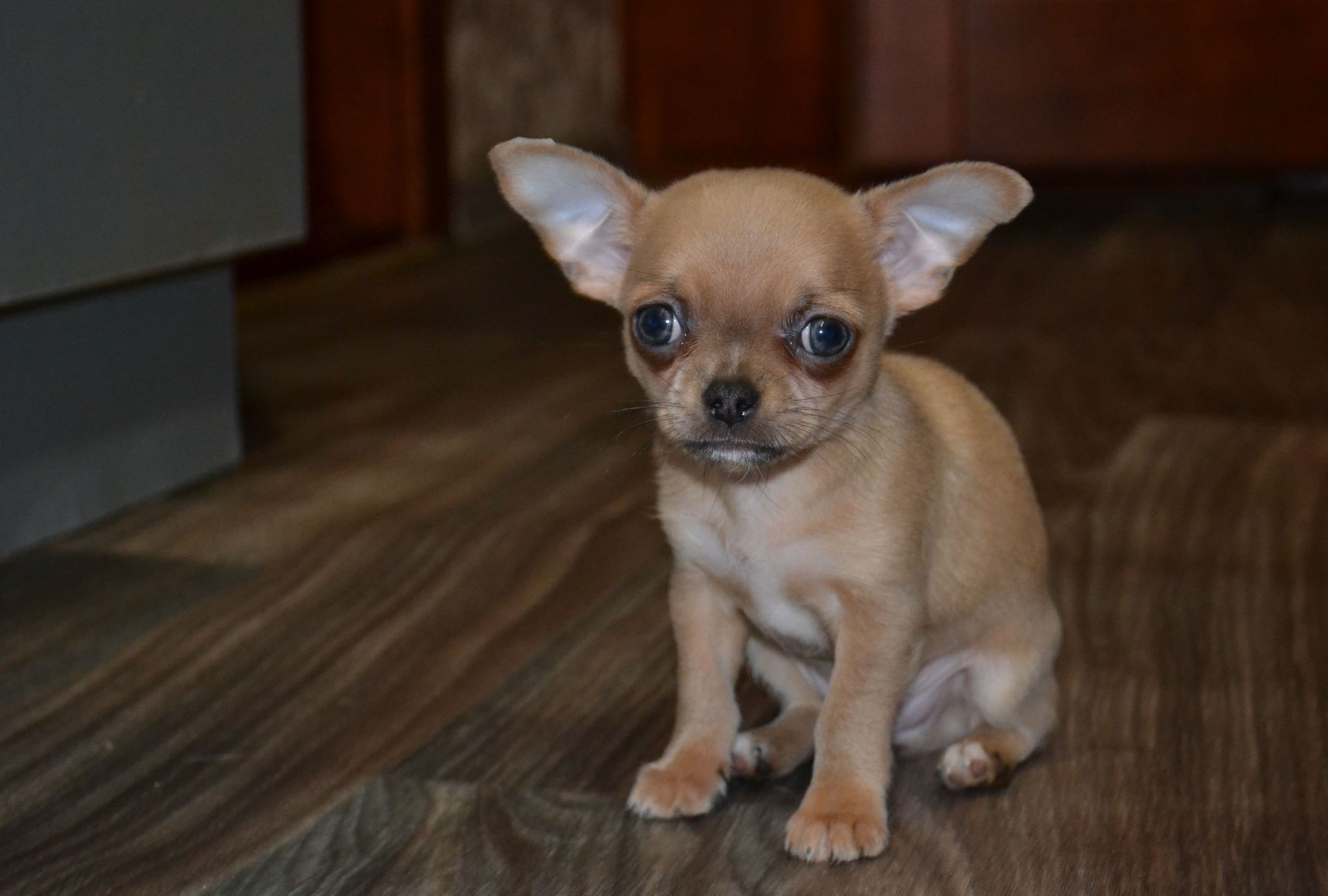 Чихуахуа хлопчик 700 грам щастя