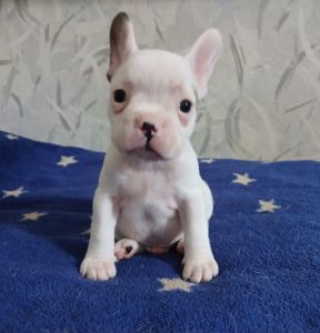 Хлопчик французький бульдог