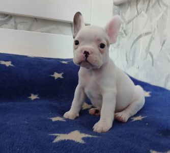 Хлопчик французький бульдог